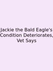 Jackie The Bald Eagle's Condition Deteriorates, Vet Says