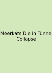 Meerkats Die In Tunnel Collapse