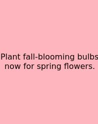 Plant Fall-blooming Bulbs Now For Spring Flowers.
