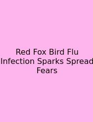 Red Fox Bird Flu Infection Sparks Spread Fears