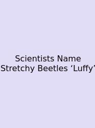 Scientists Name Stretchy Beetles ‘Luffy’