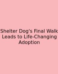 Shelter Dog's Final Walk Leads To Life-Changing Adoption