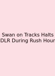 Swan On Tracks Halts DLR During Rush Hour
