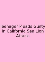 Teenager Pleads Guilty In California Sea Lion Attack